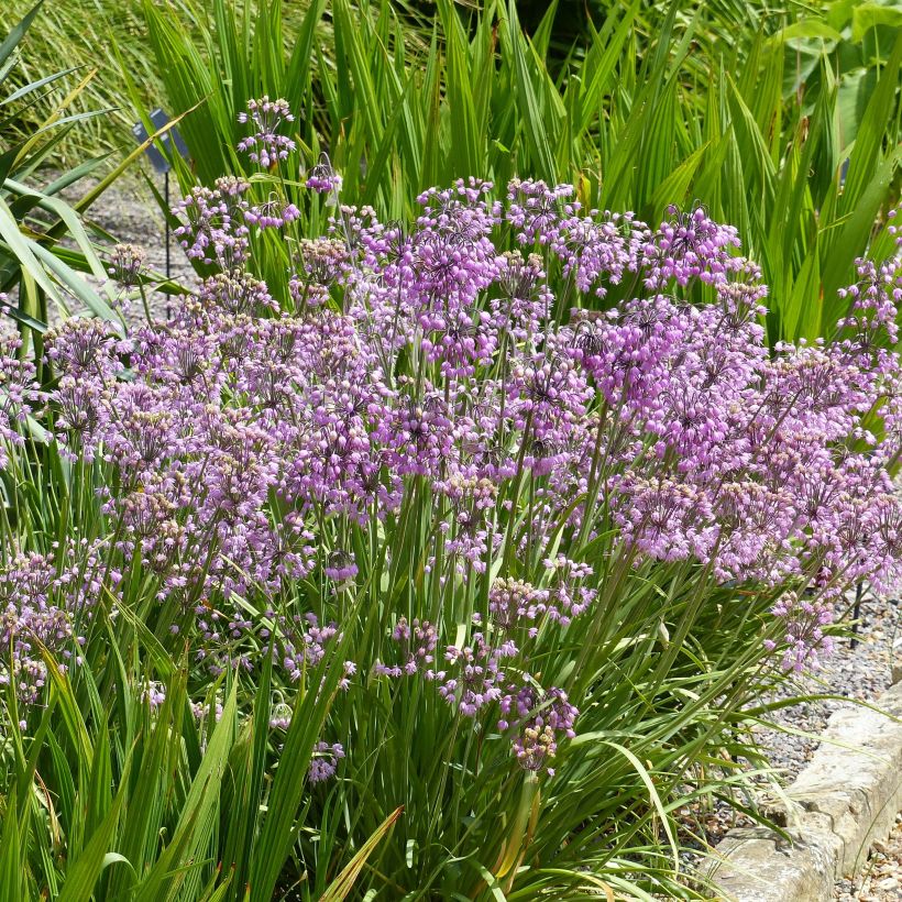 Allium cernuum - Aglio ornamentale (Porto)