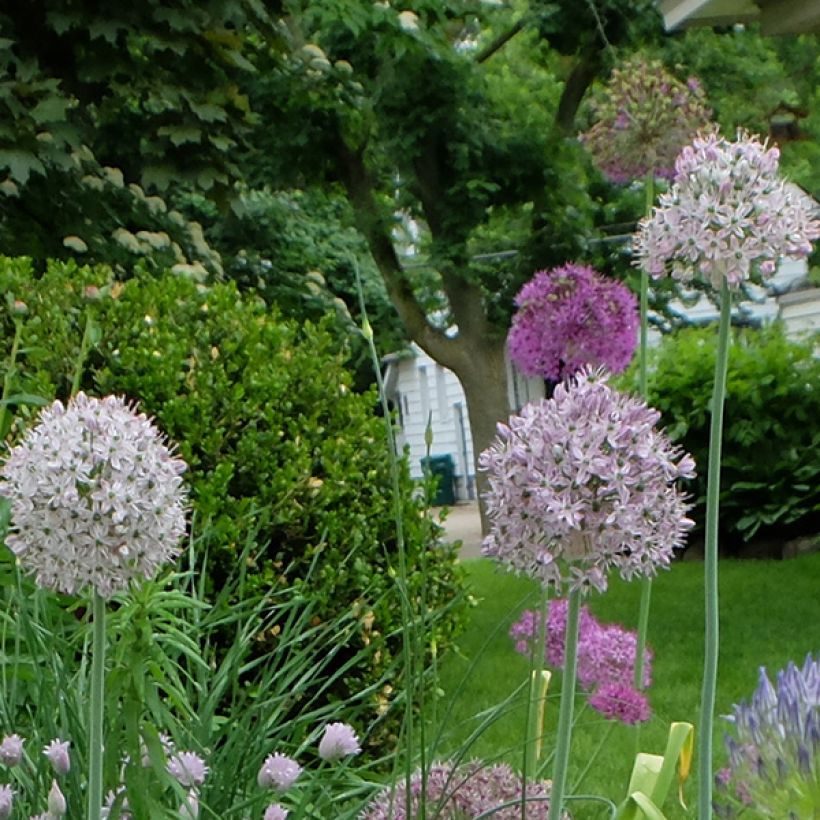 Allium decipiens - Aglio ornamentale (Fioritura)