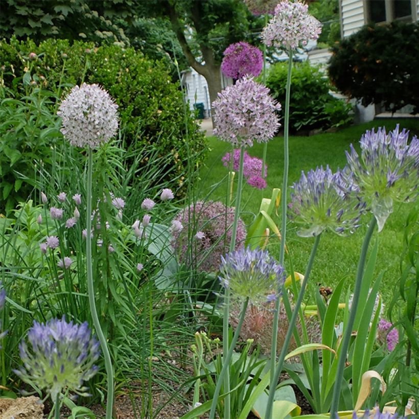 Allium decipiens - Aglio ornamentale (Porto)