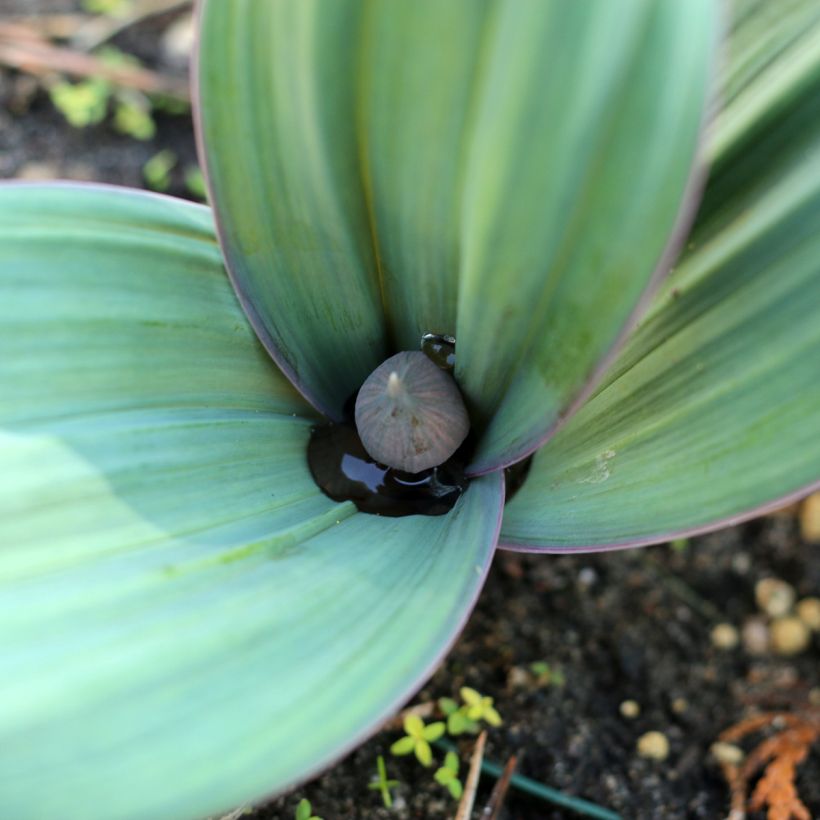 Allium karataviense - Aglio ornamentale (Fogliame)