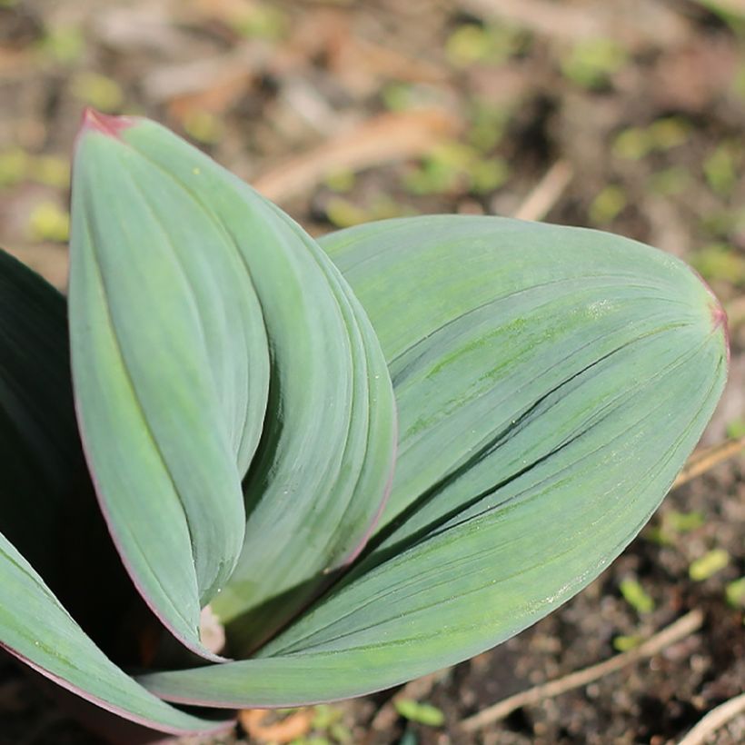 Allium karataviense Red Giant - Aglio ornamentale (Fogliame)