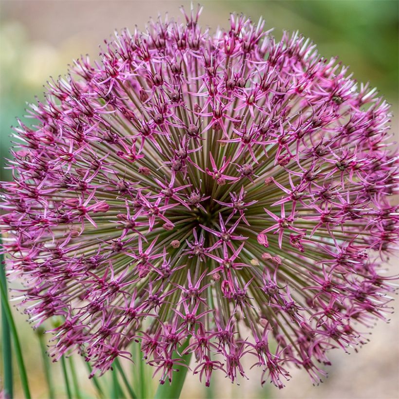 Allium karataviense Red Giant - Aglio ornamentale (Fioritura)