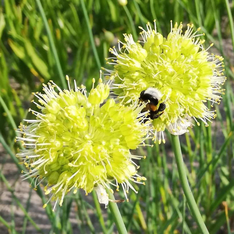 Allium obliquum - Aglio ornamentale (Fioritura)