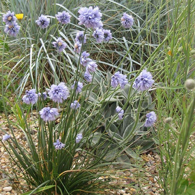 Allium sikkimense - Aglio ornamentale (Porto)