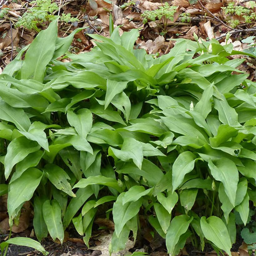 Aglio orsino (in vasetto) (Fogliame)