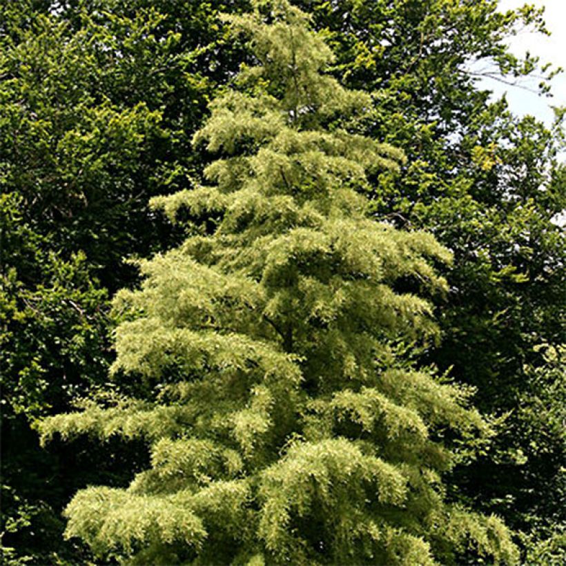 Alnus glutinosa Imperialis - Ontano nero (Porto)