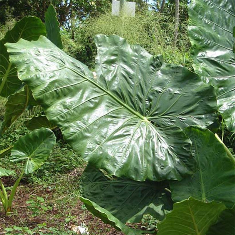 Alocasia macrorrhizos - Orecchie d'Elefante (Fogliame)