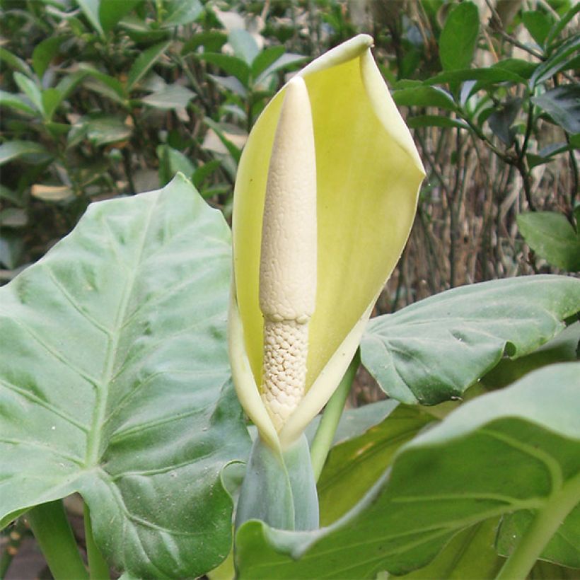 Alocasia macrorrhizos - Orecchie d'Elefante (Fioritura)