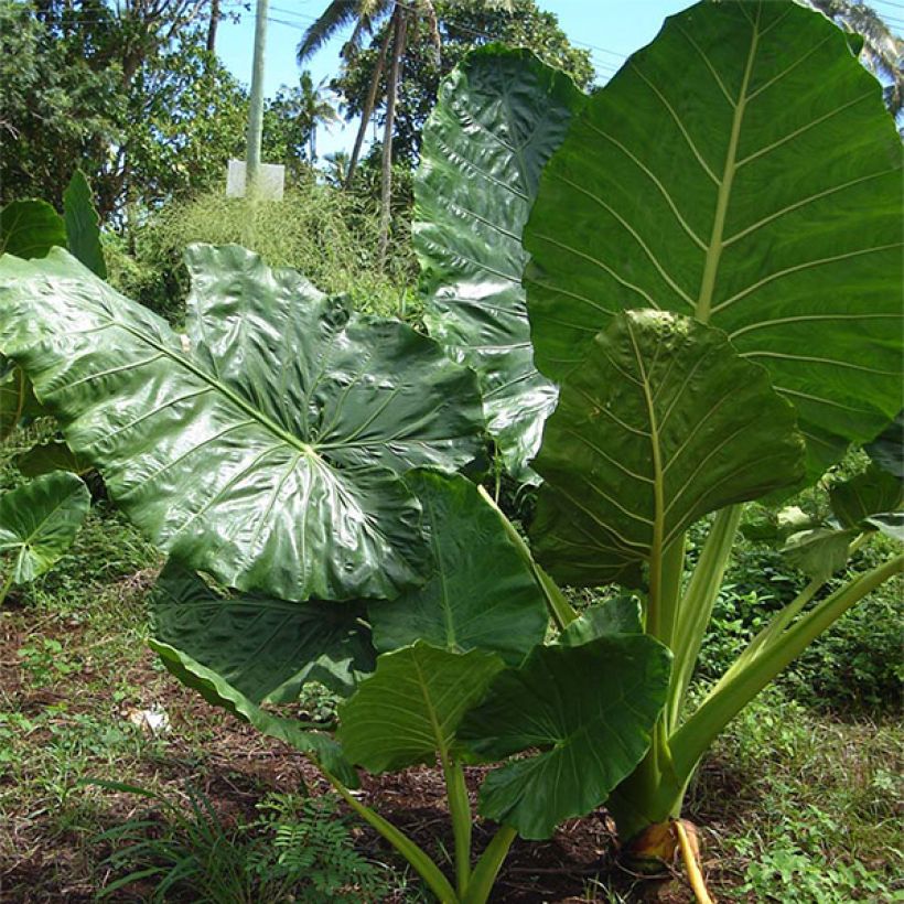 Alocasia macrorrhizos - Orecchie d'Elefante (Porto)