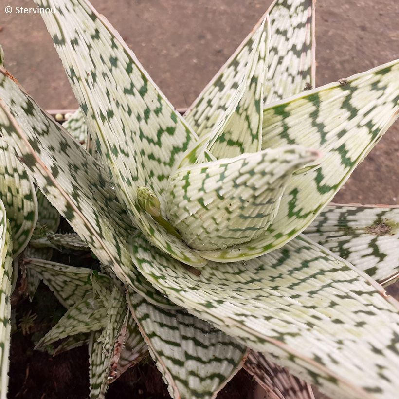 Aloe Delta Lights (Fogliame)