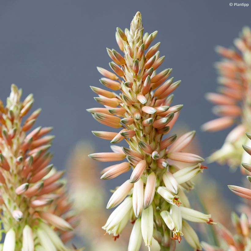 Aloe Safari Sunrise (Fioritura)