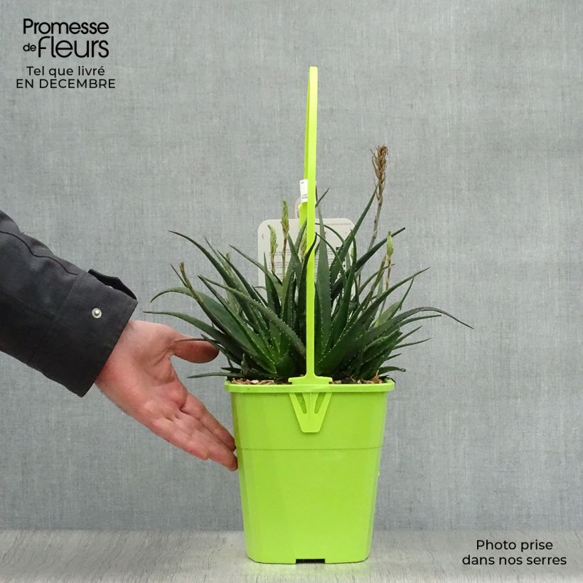 Aloe Safari Sunrise - Aloès en pot de 3L/4L esemplare consegnato in inverno