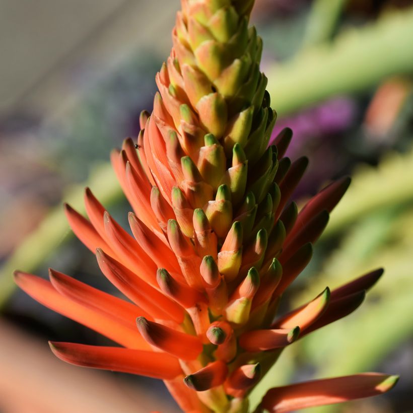 Aloe arborescens (Fioritura)