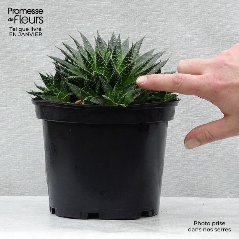 Aloe aristata - Aloe nain Pot de 2L/3L esemplare consegnato in inverno