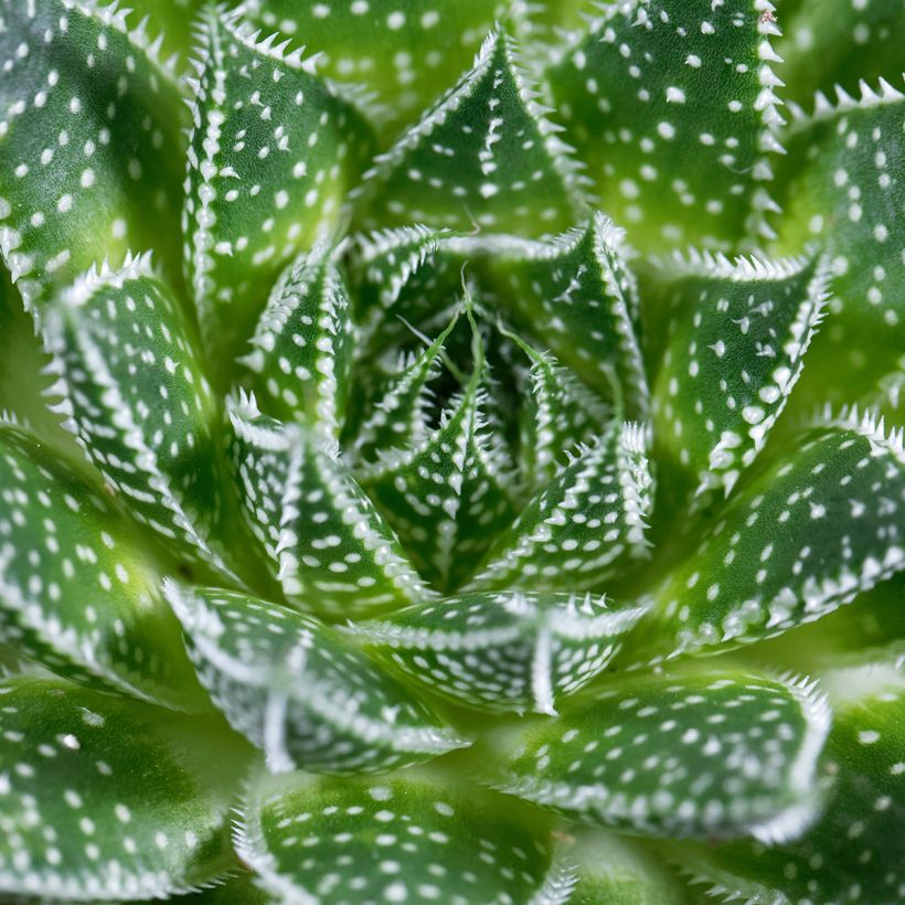 Aloe aristata (Fogliame)