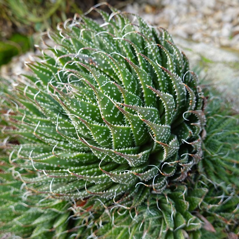 Aloe aristata (Porto)