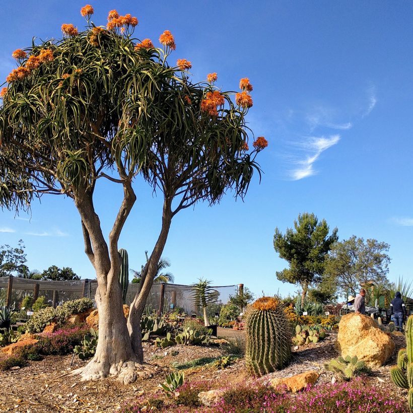 Aloe barberae (Porto)