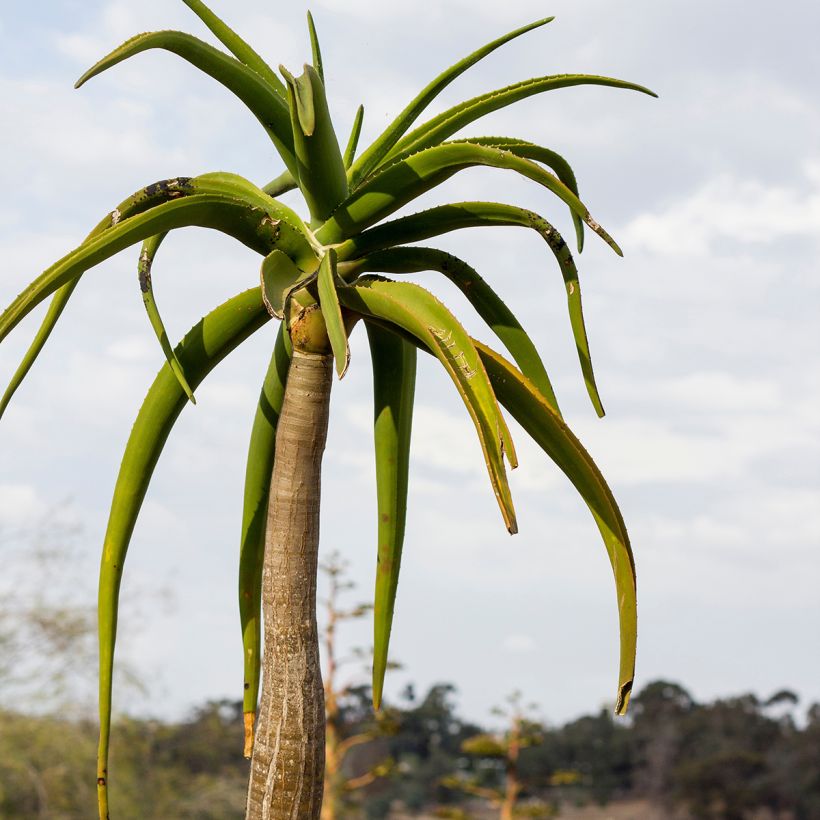 Aloe barberae (Fogliame)