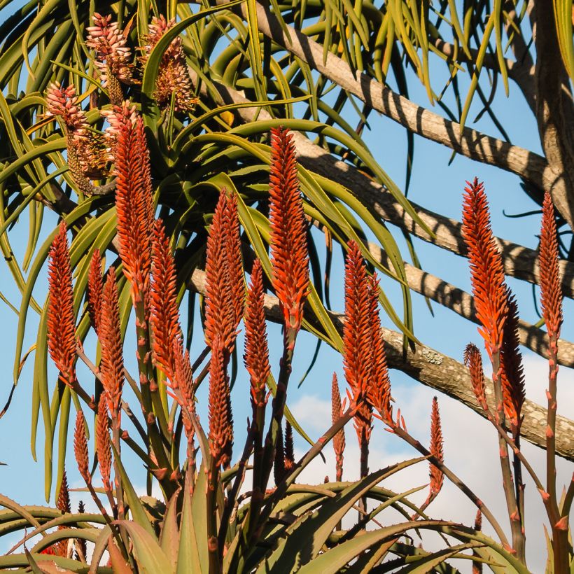 Aloe barberae (Fioritura)