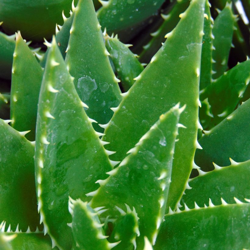 Aloe brevifolia (Fogliame)