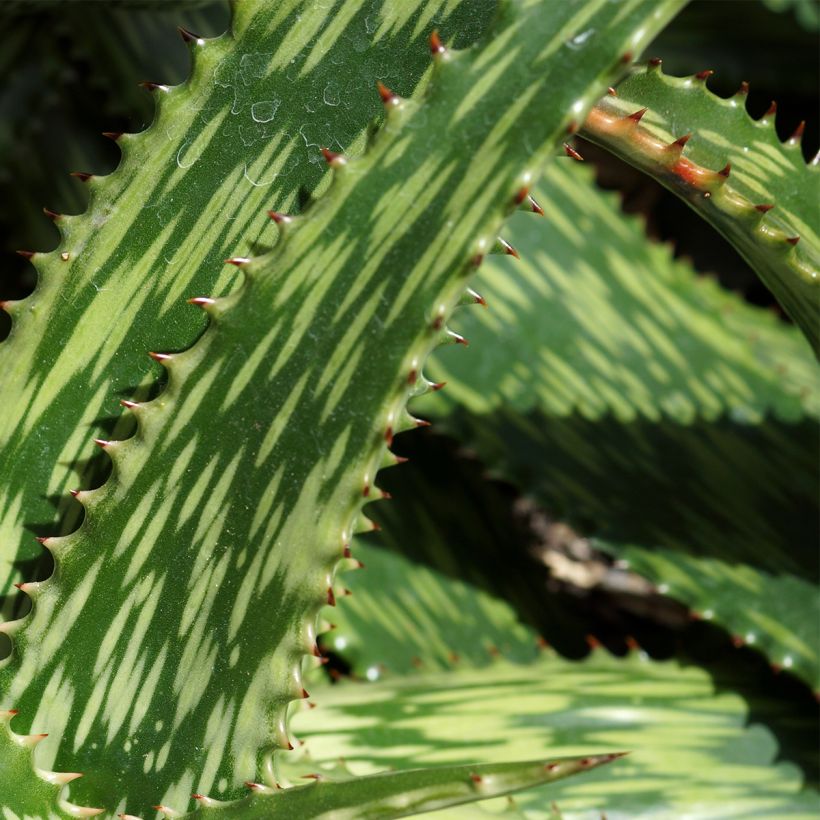 Aloe harlana (Fogliame)