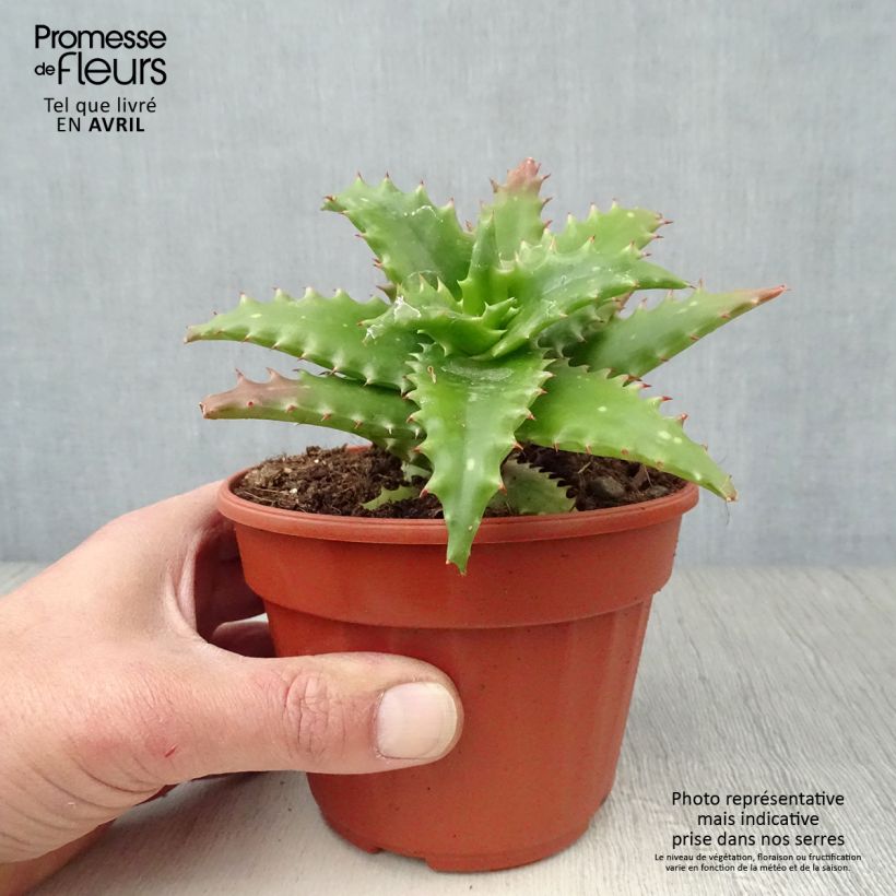 Aloe morogoroensis - Aloe bussei Pot de 13 cm esemplare consegnato in primavera