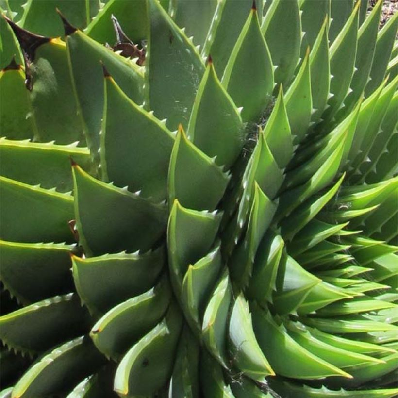 Aloe polyphylla - Aloe spirale (Fogliame)