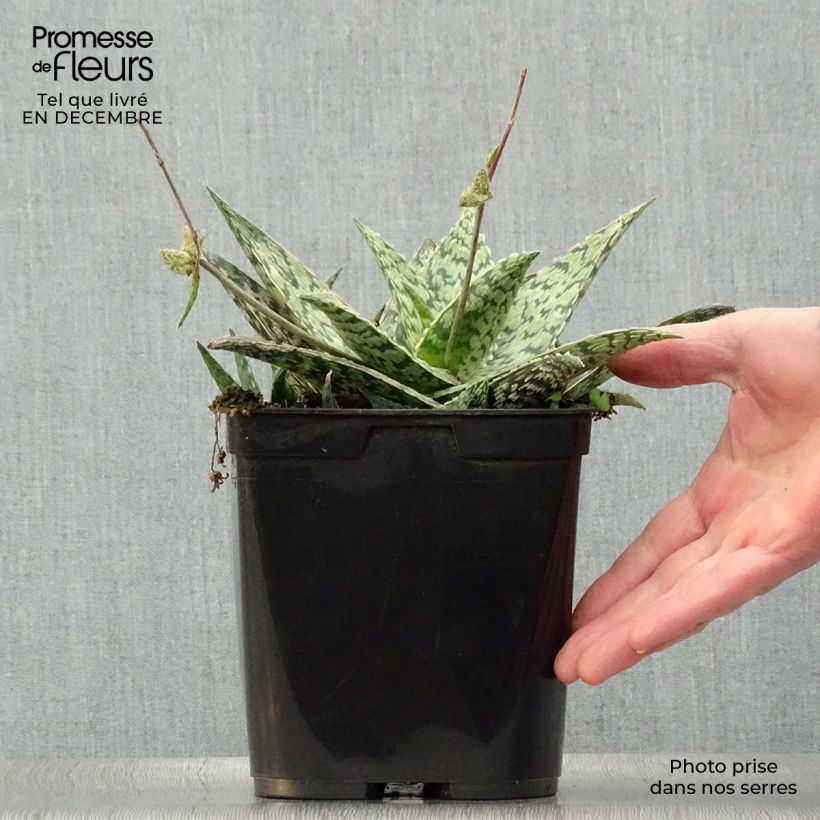 Aloe rauhii Cleopatra - Aloès Snowflake Pot de 3L esemplare consegnato in inverno