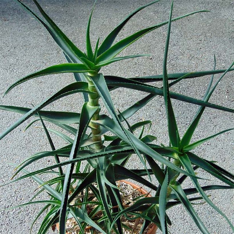 Aloe striatula (Porto)