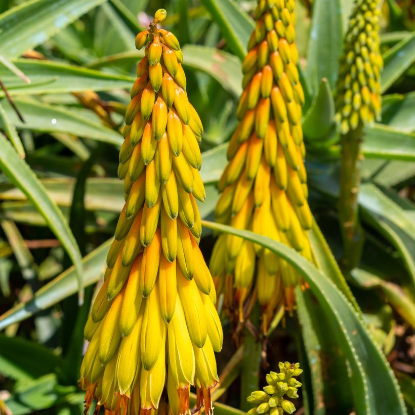 Aloe striatula (Fioritura)