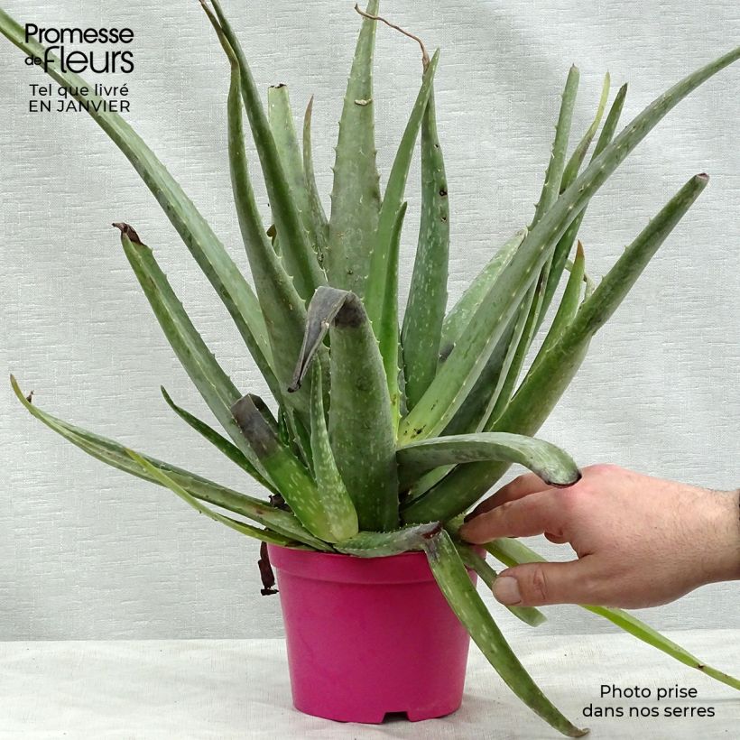 Aloe vera - Aloes des Barbades pot de 1L/1.5L esemplare consegnato in inverno