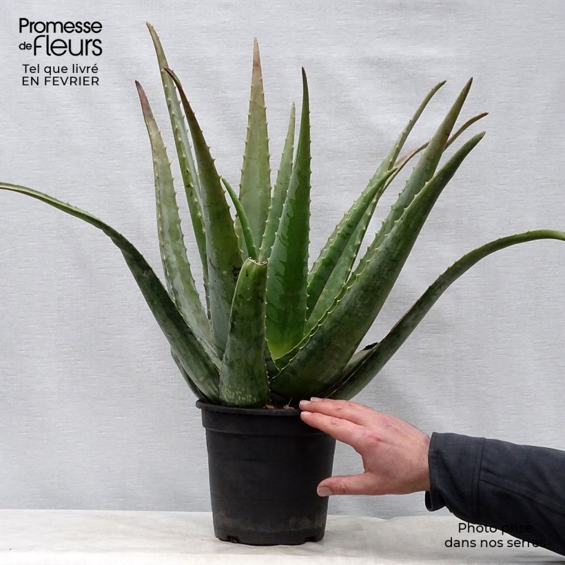 Aloe vera - Aloes des Barbades pot de 3L/4L esemplare consegnato in inverno