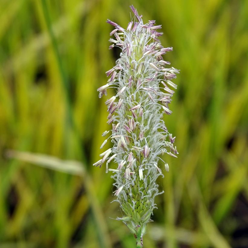 Alopecurus pratensis Aureovariegatus - Coda di topo comune (Fioritura)