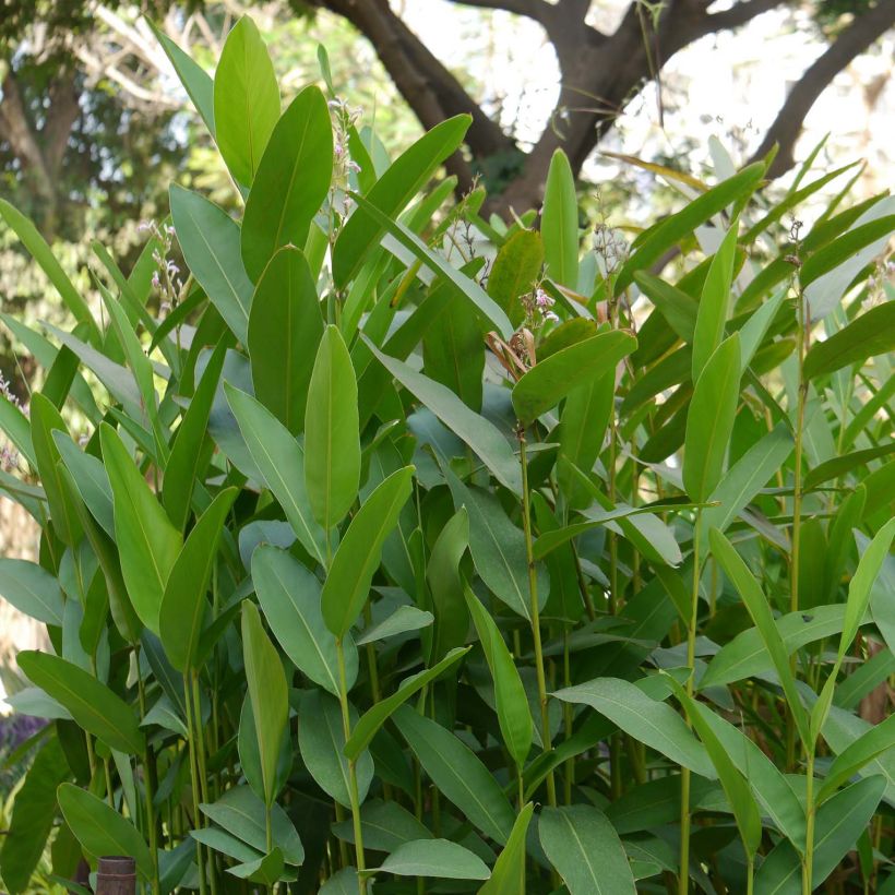 Alpinia galanga - Galanga (Fogliame)