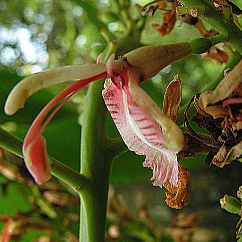 Alpinia galanga - Galanga (Fioritura)