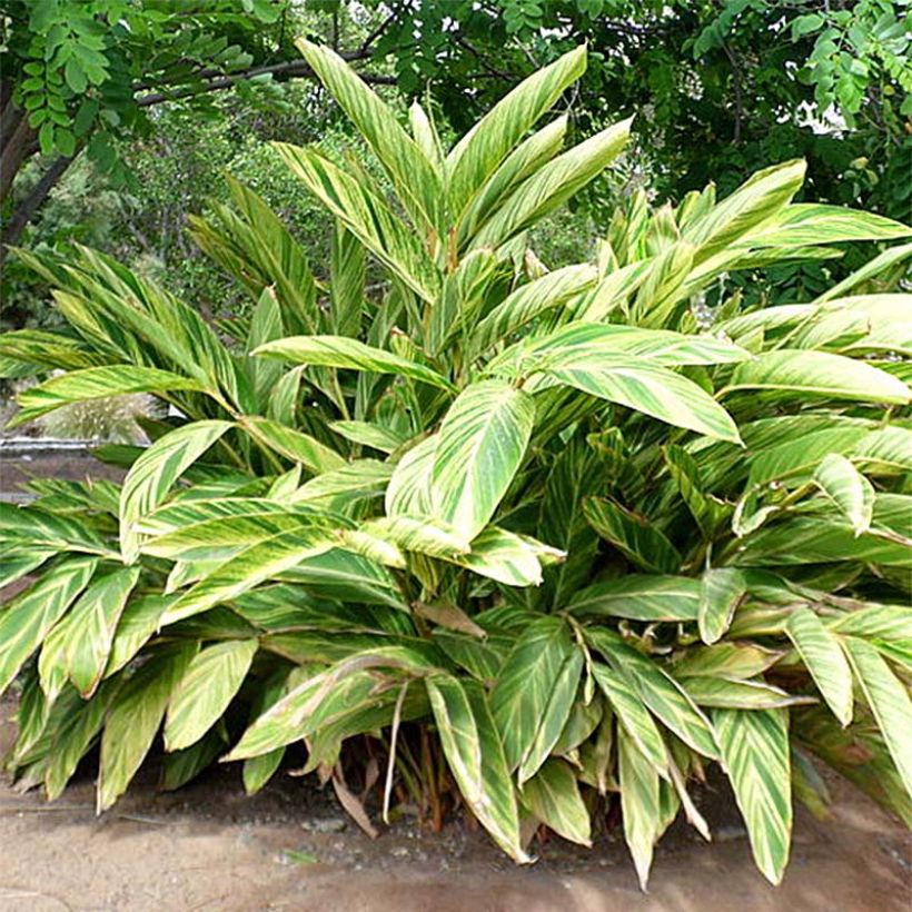 Alpinia zerumbet Variegata - Giglio rosa di porcellana (Fogliame)