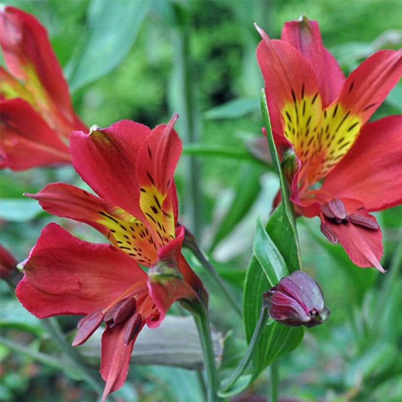 Alstroemeria Inca Adore (Fioritura)