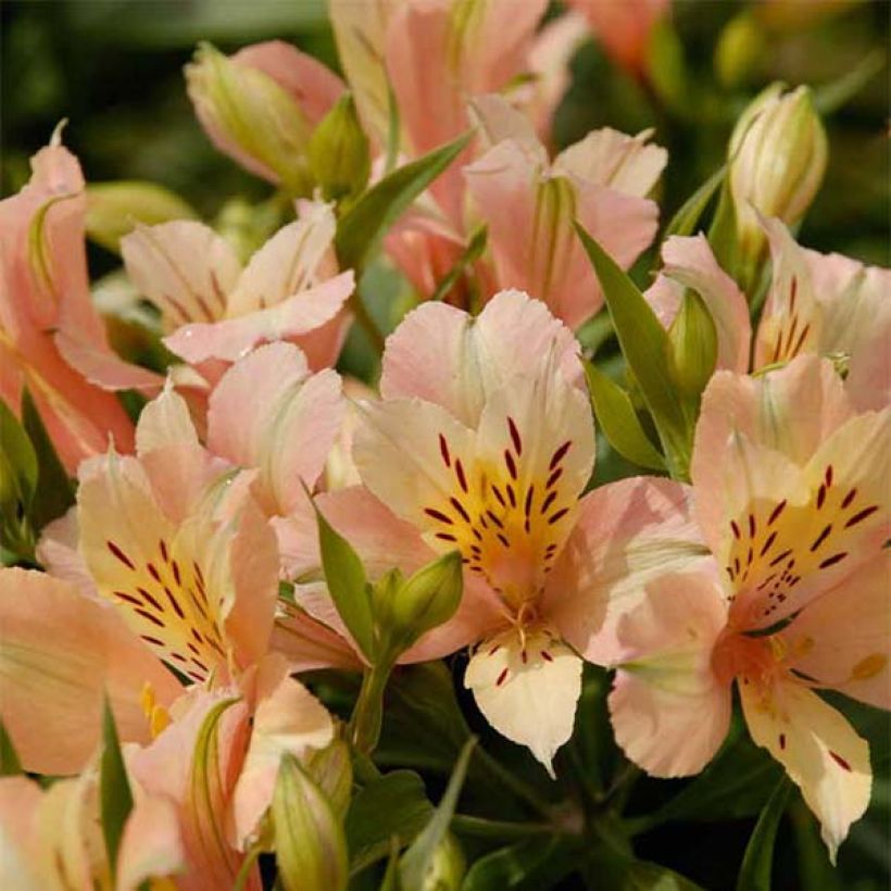 Alstroemeria Inca Coral (Fioritura)