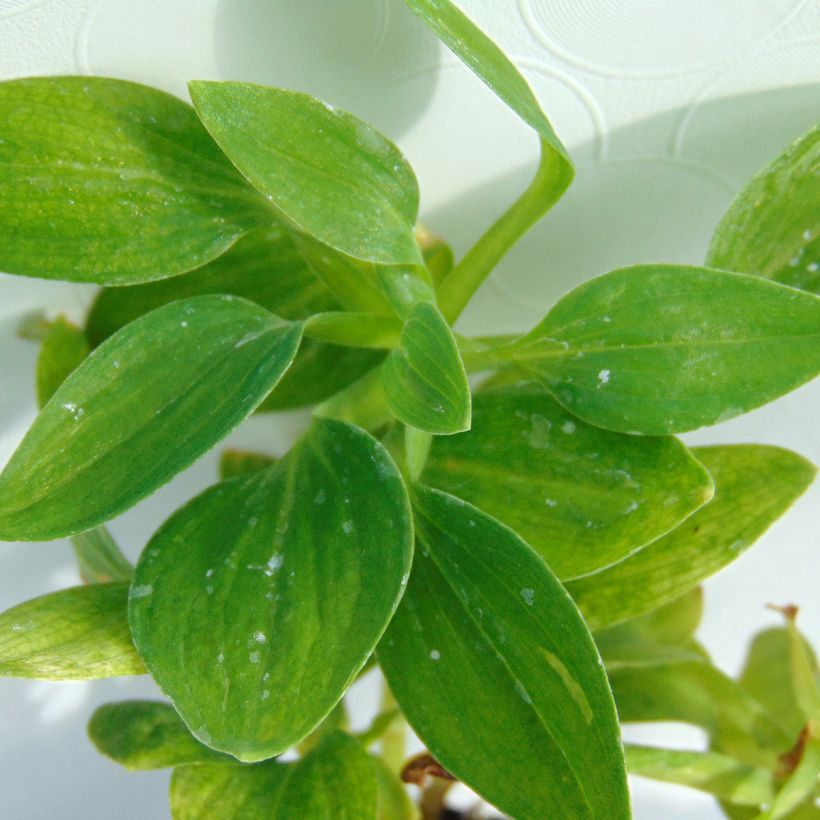 Alstroemeria Inticancha Magic White (Fogliame)