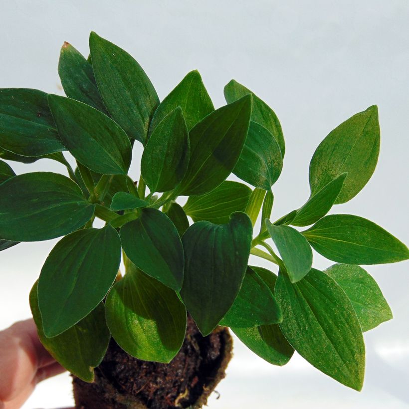 Alstroemeria Inticancha Navajo (Fogliame)