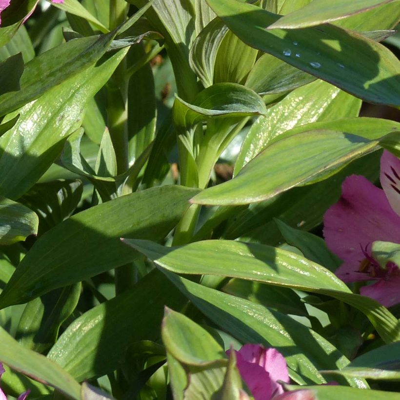 Alstroemeria Garden Summer Saint (Fogliame)