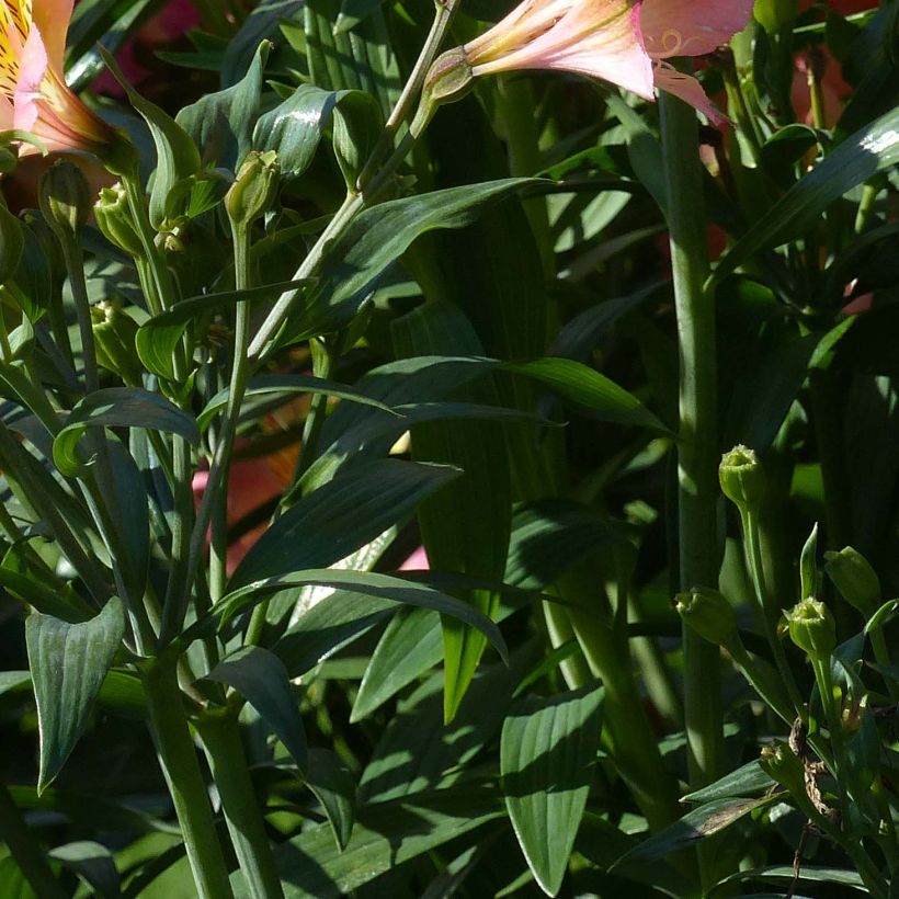 Alstroemeria Garden Summer Sky (Fogliame)