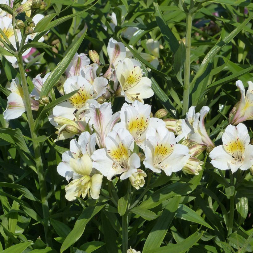 Alstroemeria Garden Summer Sky (Fioritura)