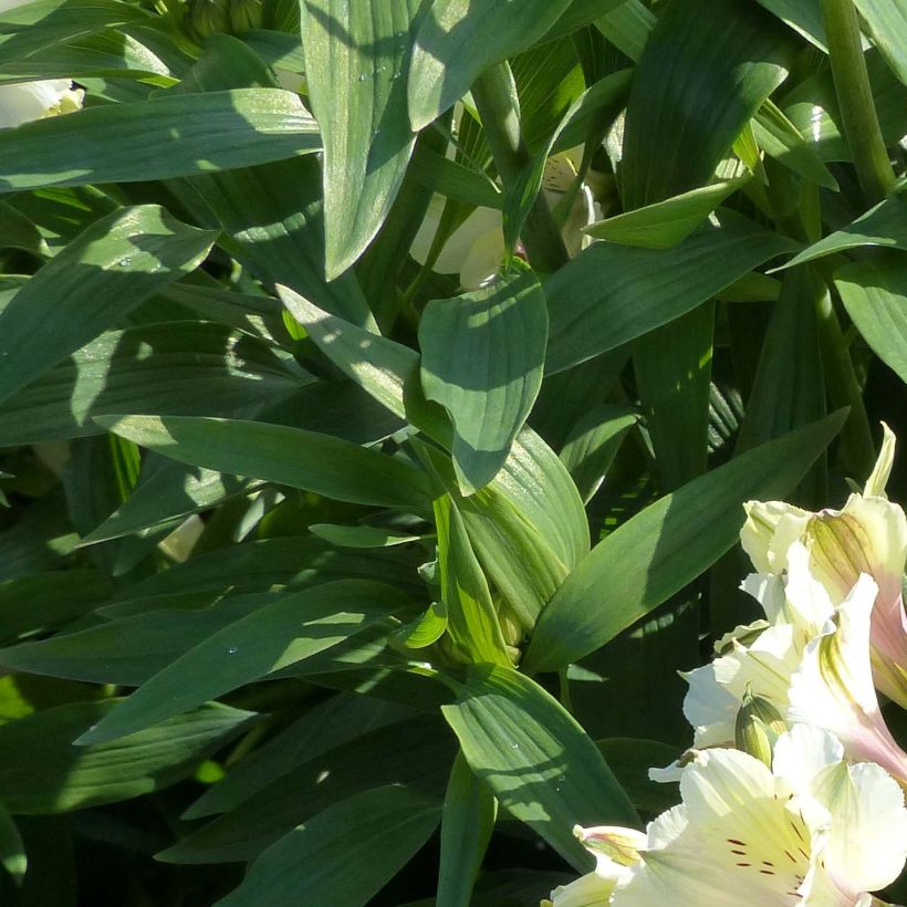 Alstroemeria Garden Summer Snow (Fogliame)