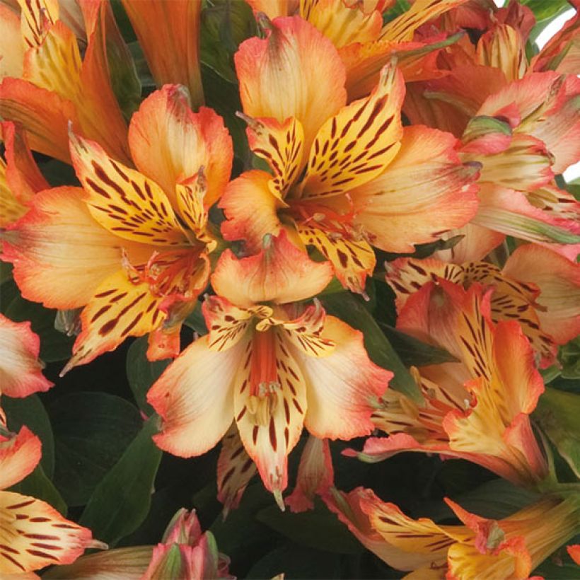 Alstroemeria Inticancha Bryce (Fioritura)