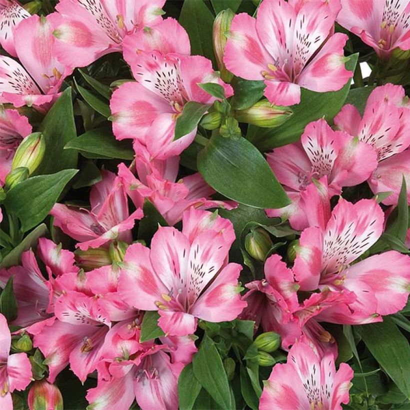 Alstroemeria Inticancha Imala (Fioritura)