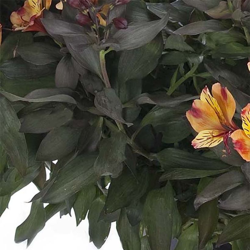 Alstroemeria Indian Summer (Fogliame)