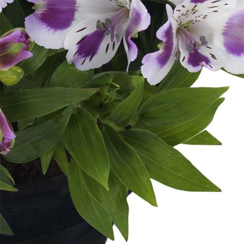 Alstroemeria Inticancha Passion (Fogliame)