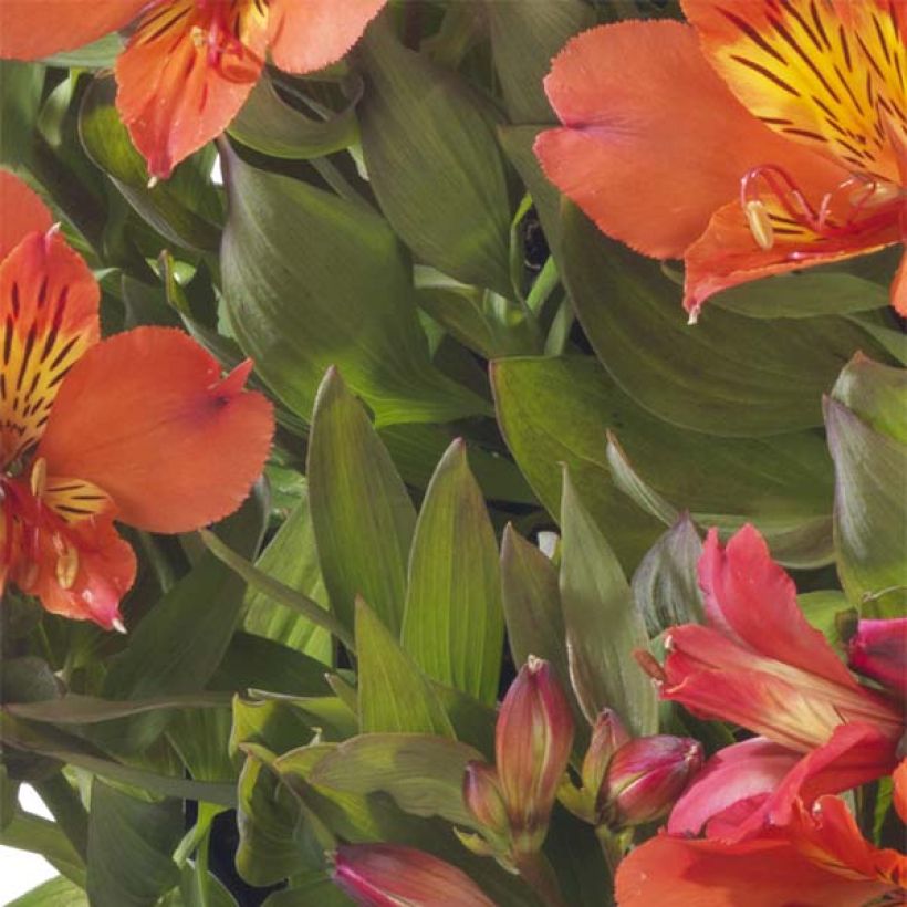 Alstroemeria Summer Paradise Summer Holiday (Fogliame)