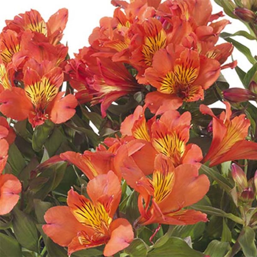 Alstroemeria Summer Paradise Summer Holiday (Fioritura)